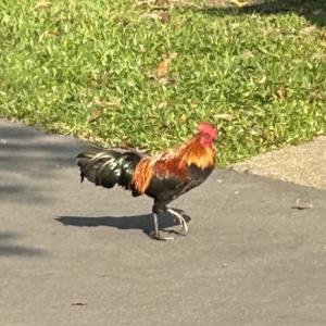 Red jungle fowl