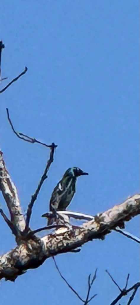 Asian glossy starling