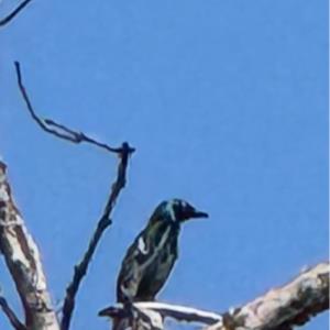 Asian glossy starling