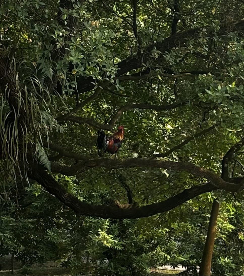 Red jungle fowl