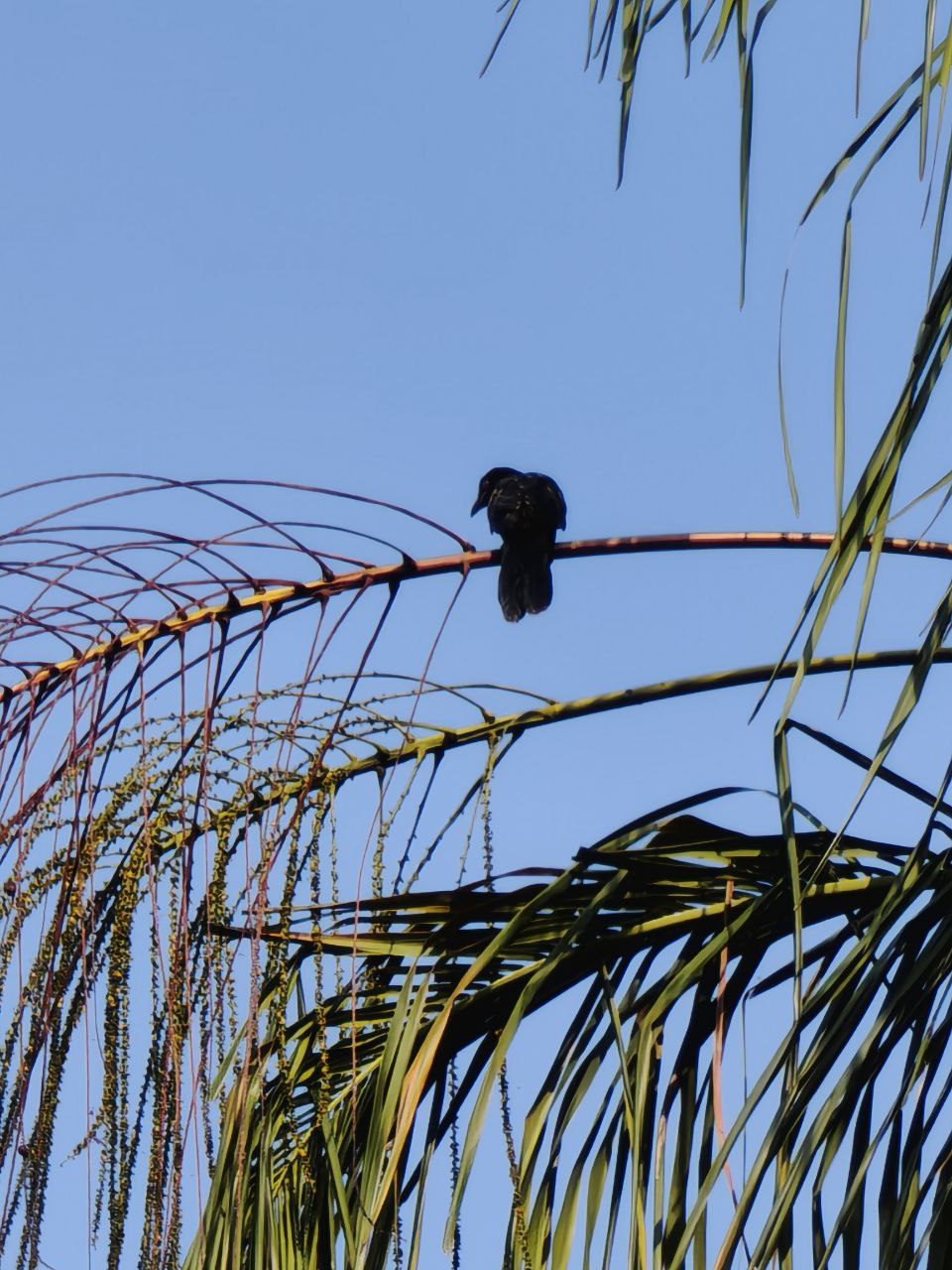 Large-billed crow