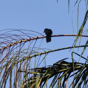 Large-billed crow