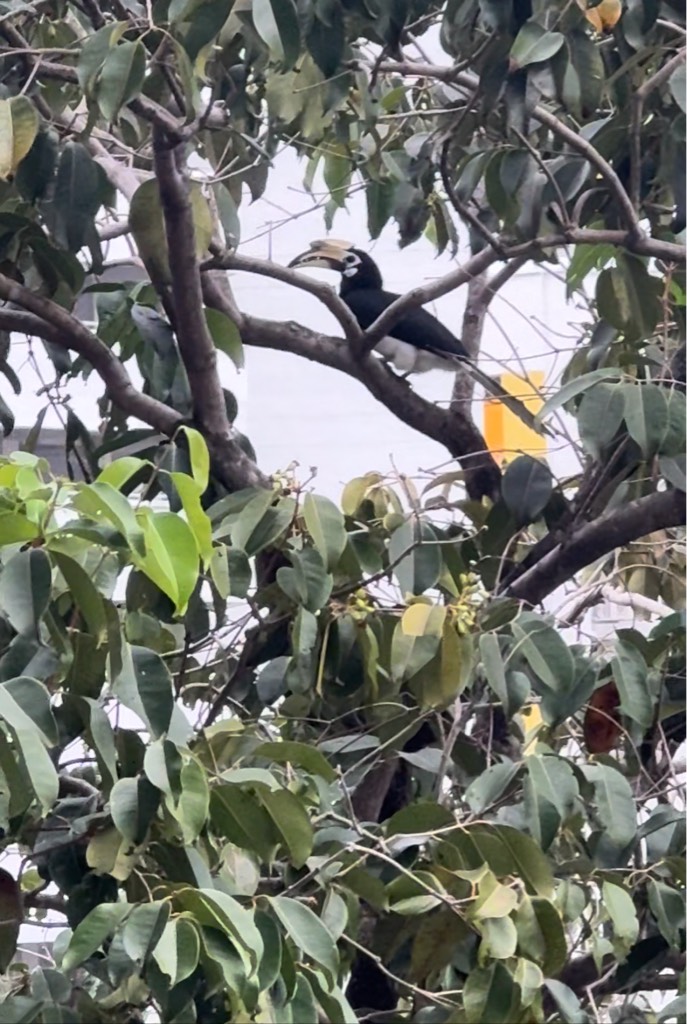 Oriental pied hornbill   