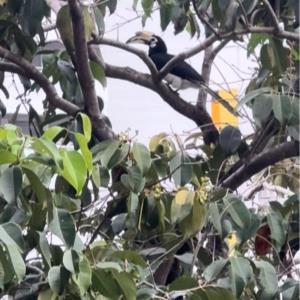 Oriental pied hornbill   