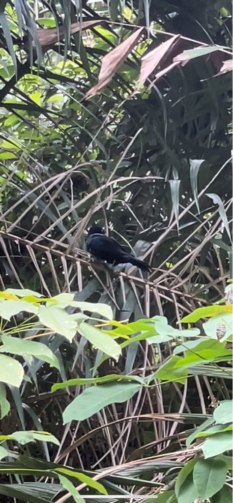 Asian koel (male)