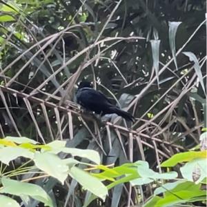 Asian koel (male)