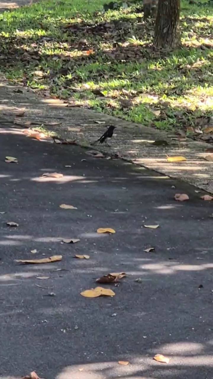 Oriental magpie robin