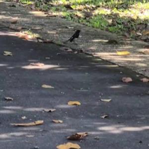 Oriental magpie robin