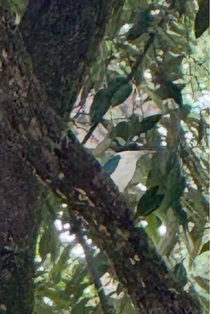 Collared kingfisher