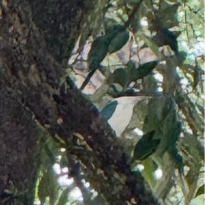 Collared kingfisher