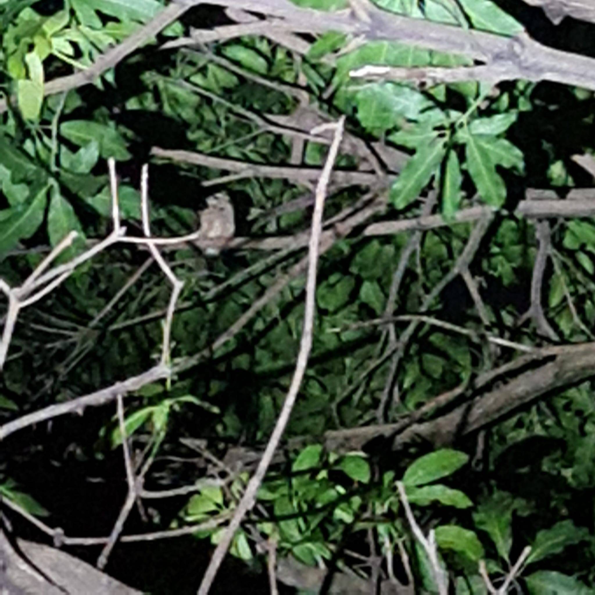 Collared scops owl 