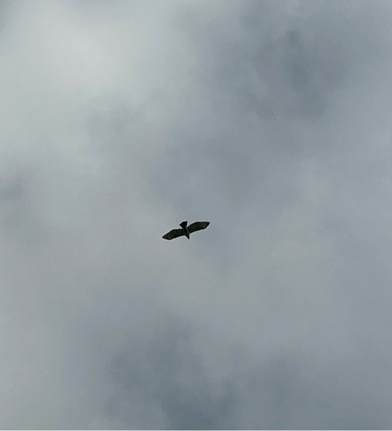 Greater spotted eagle 