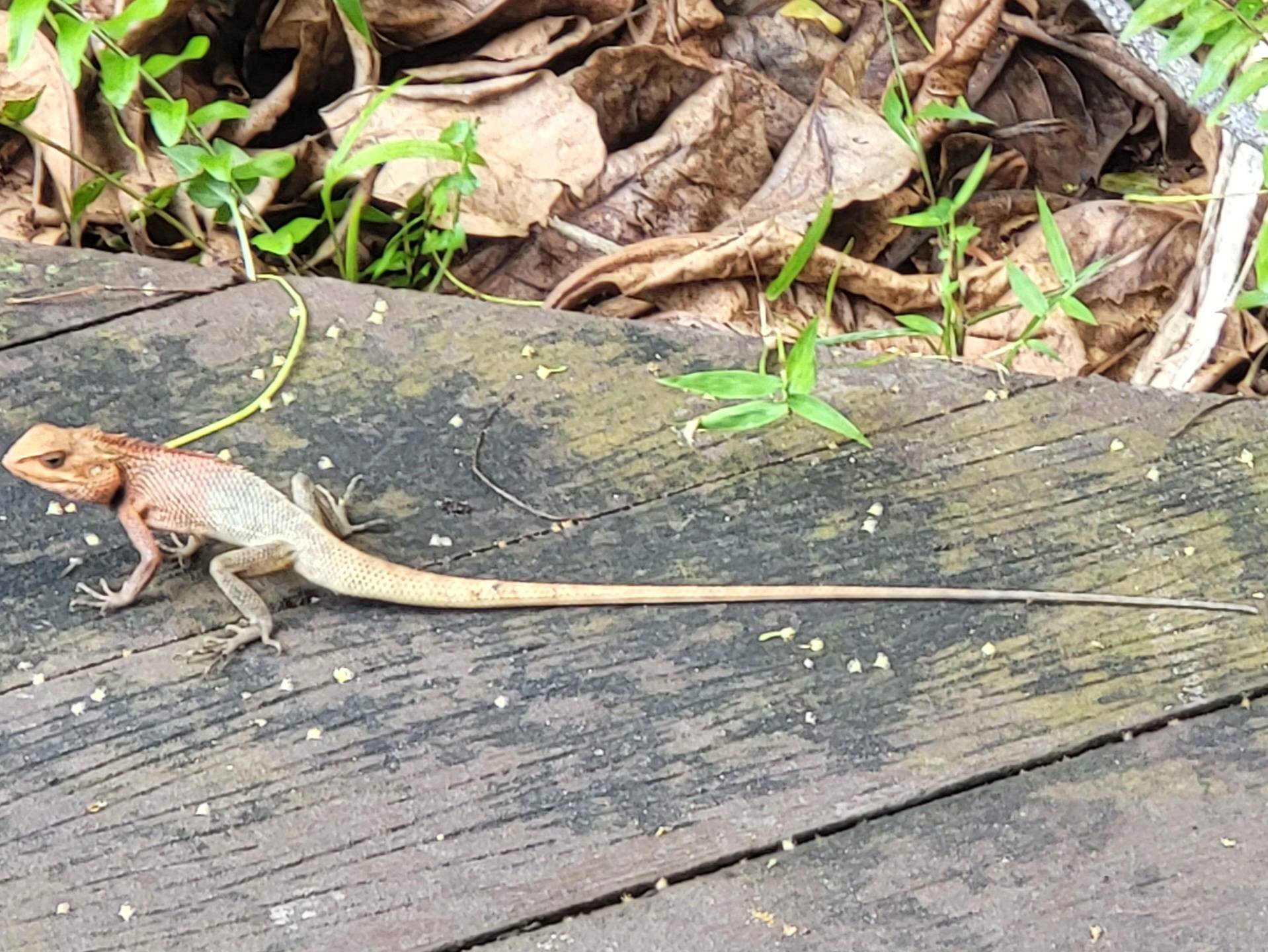 Calotes versicolor