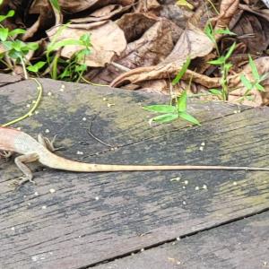 Calotes versicolor