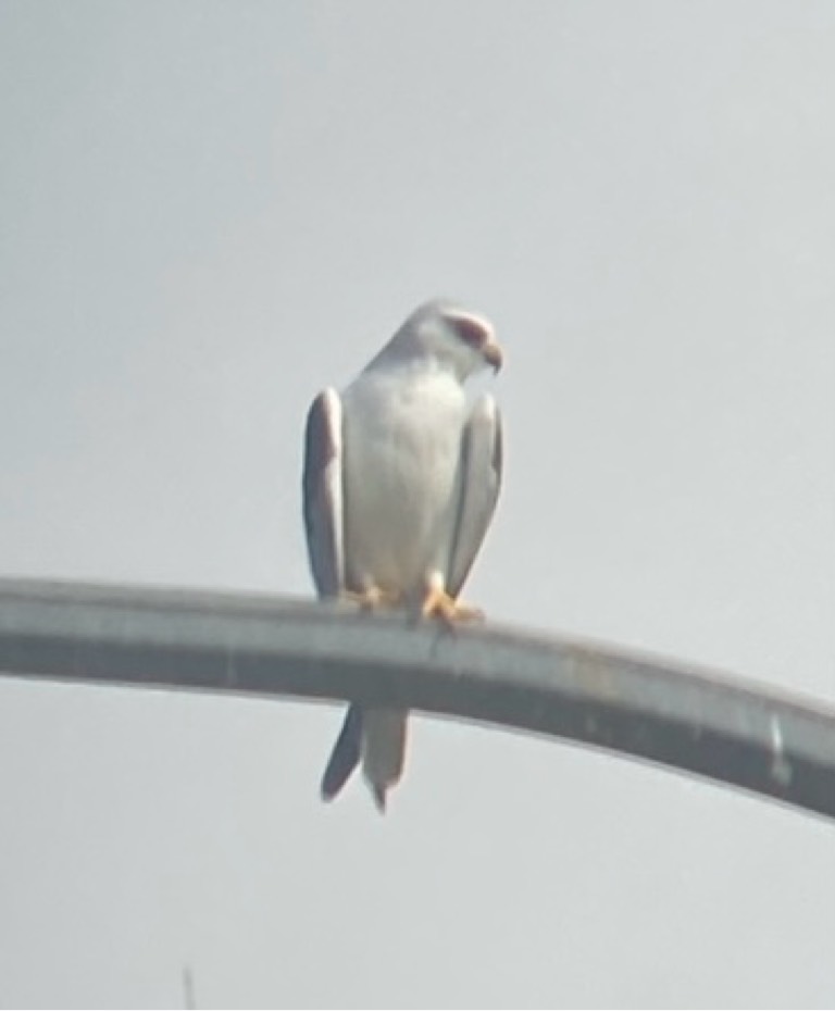 Black-winged kite