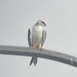 Black-winged kite