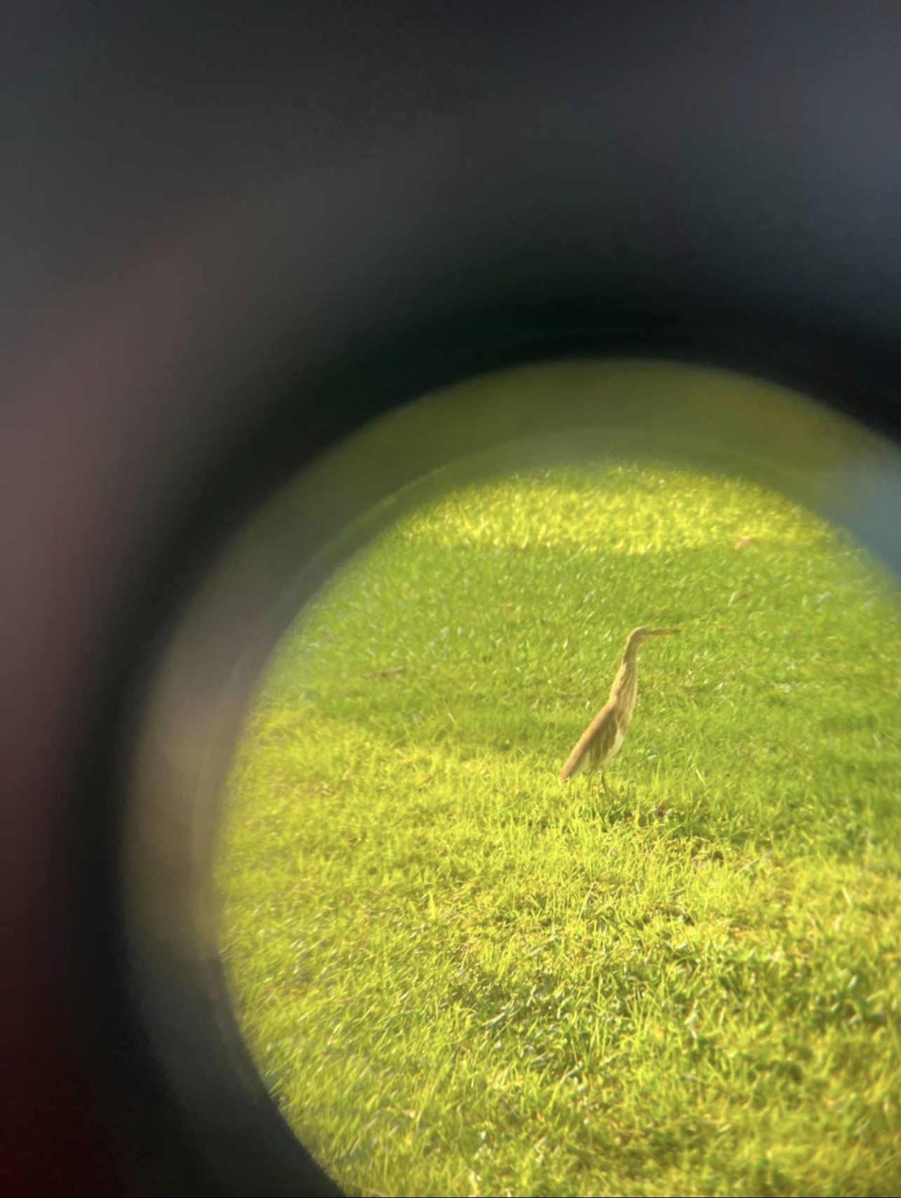 Yellow bittern