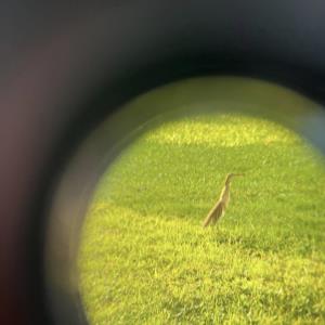 Yellow bittern