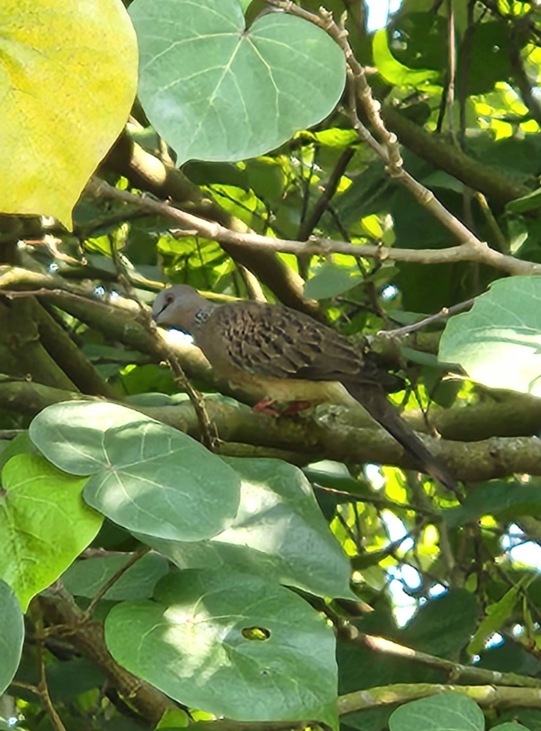 Spotted dove