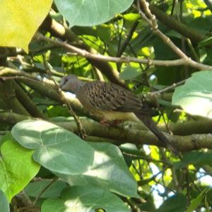 Spotted dove