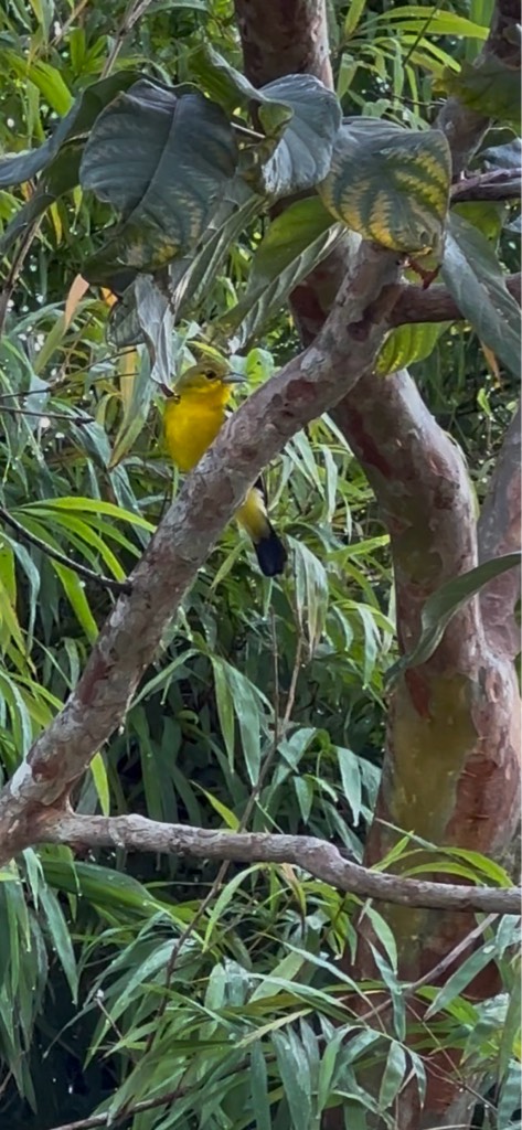 Common iora