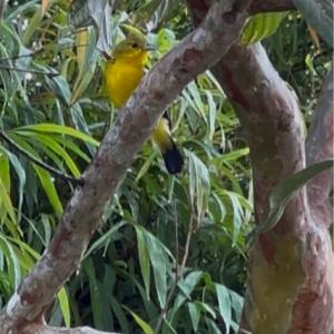 Common iora