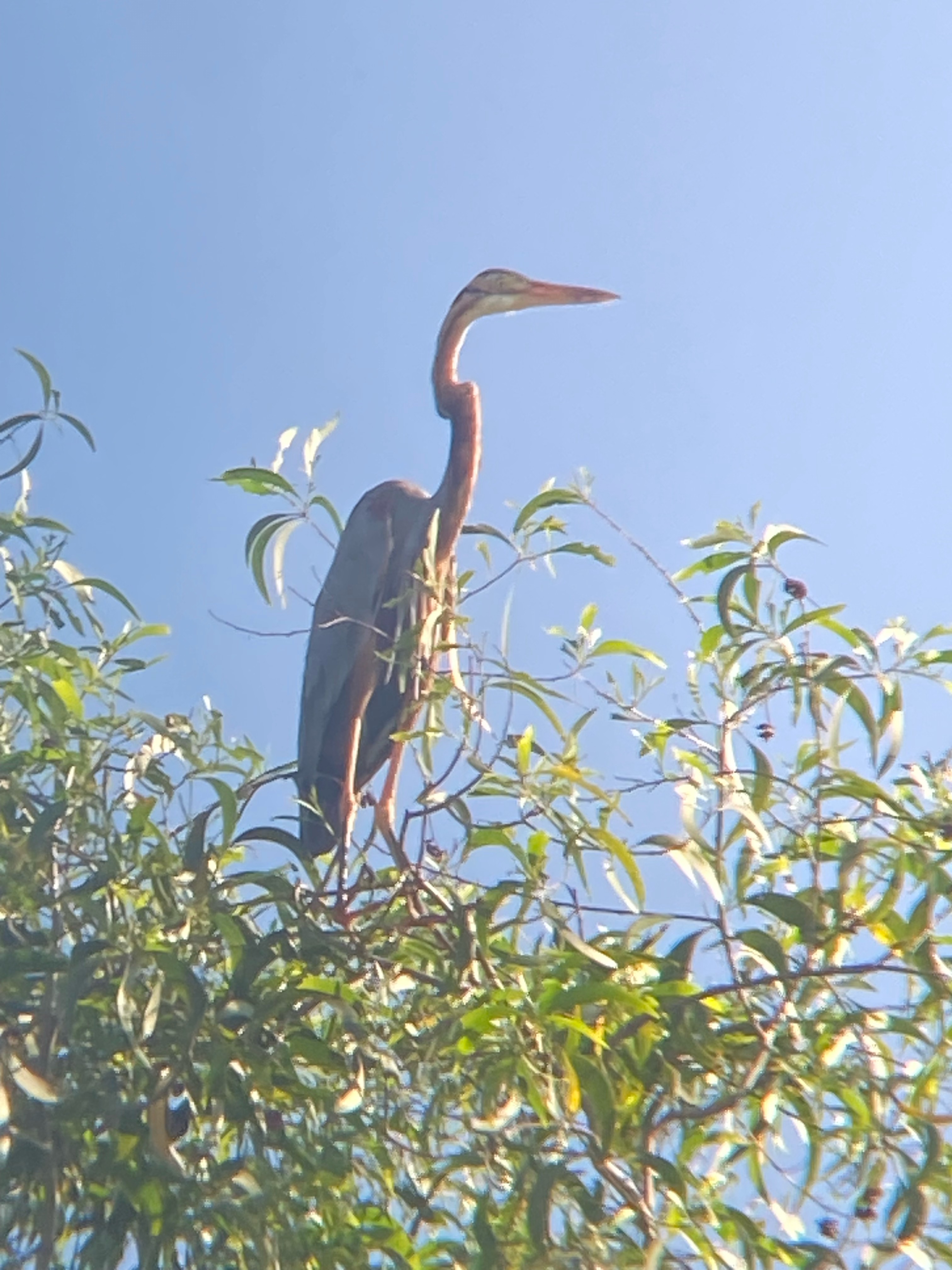 Purple heron