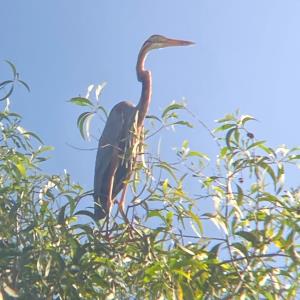 Purple heron