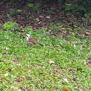 White crested laughing thrush