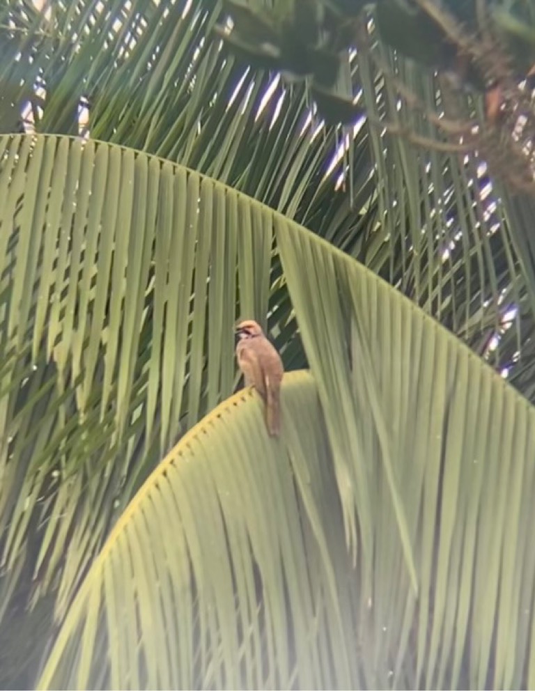 Straw-headed bulbul