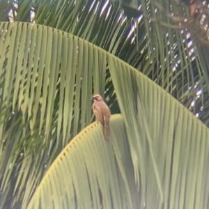 Straw-headed bulbul