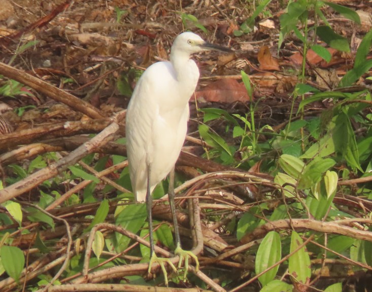 Little heron