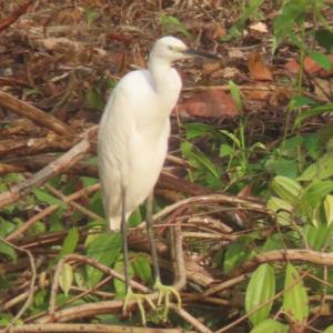 Little heron