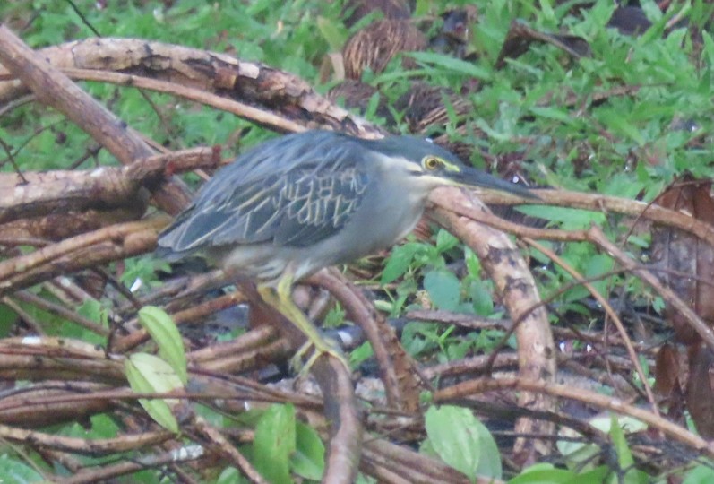 Striated heron