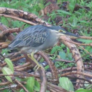 Striated heron