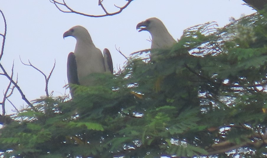 White-bellied sea eagle