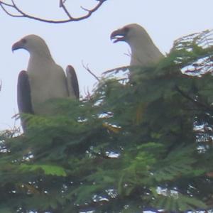 White-bellied sea eagle