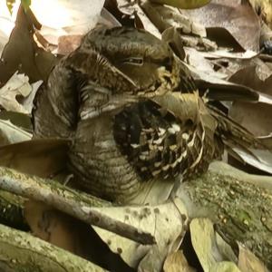 Nightjar 