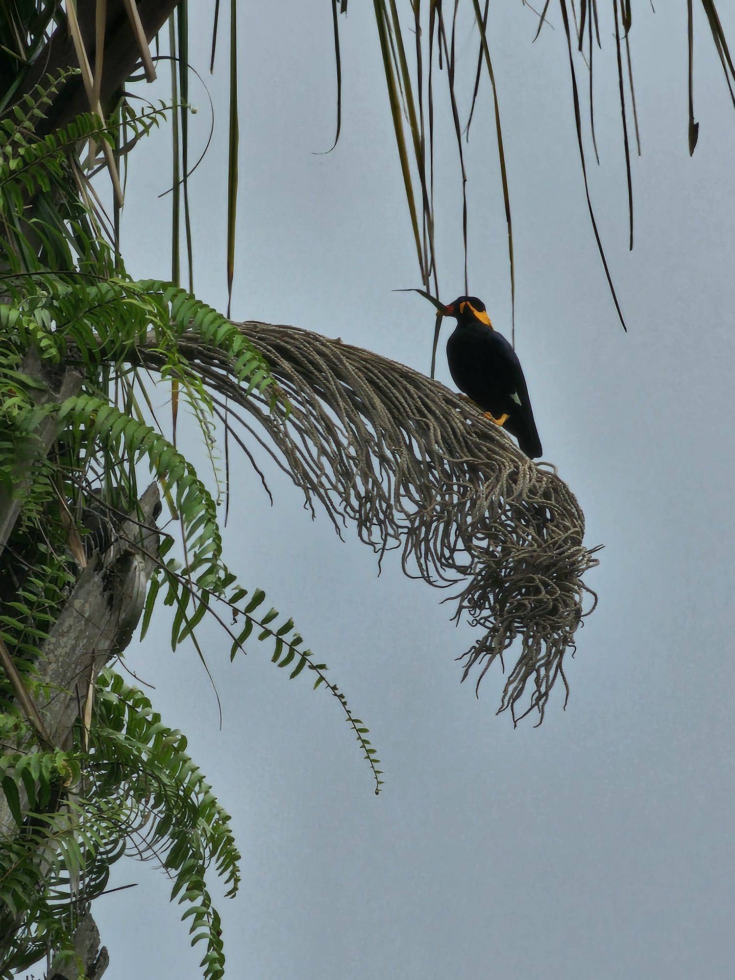 Hill myna