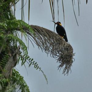 Hill myna