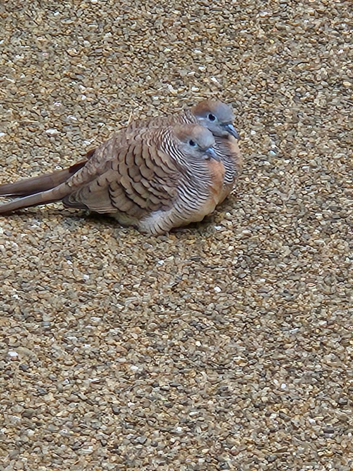 Zebra dove 