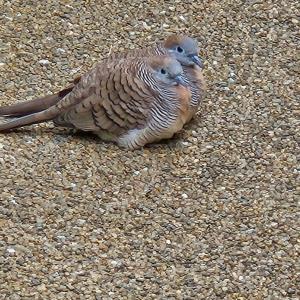 Zebra dove 