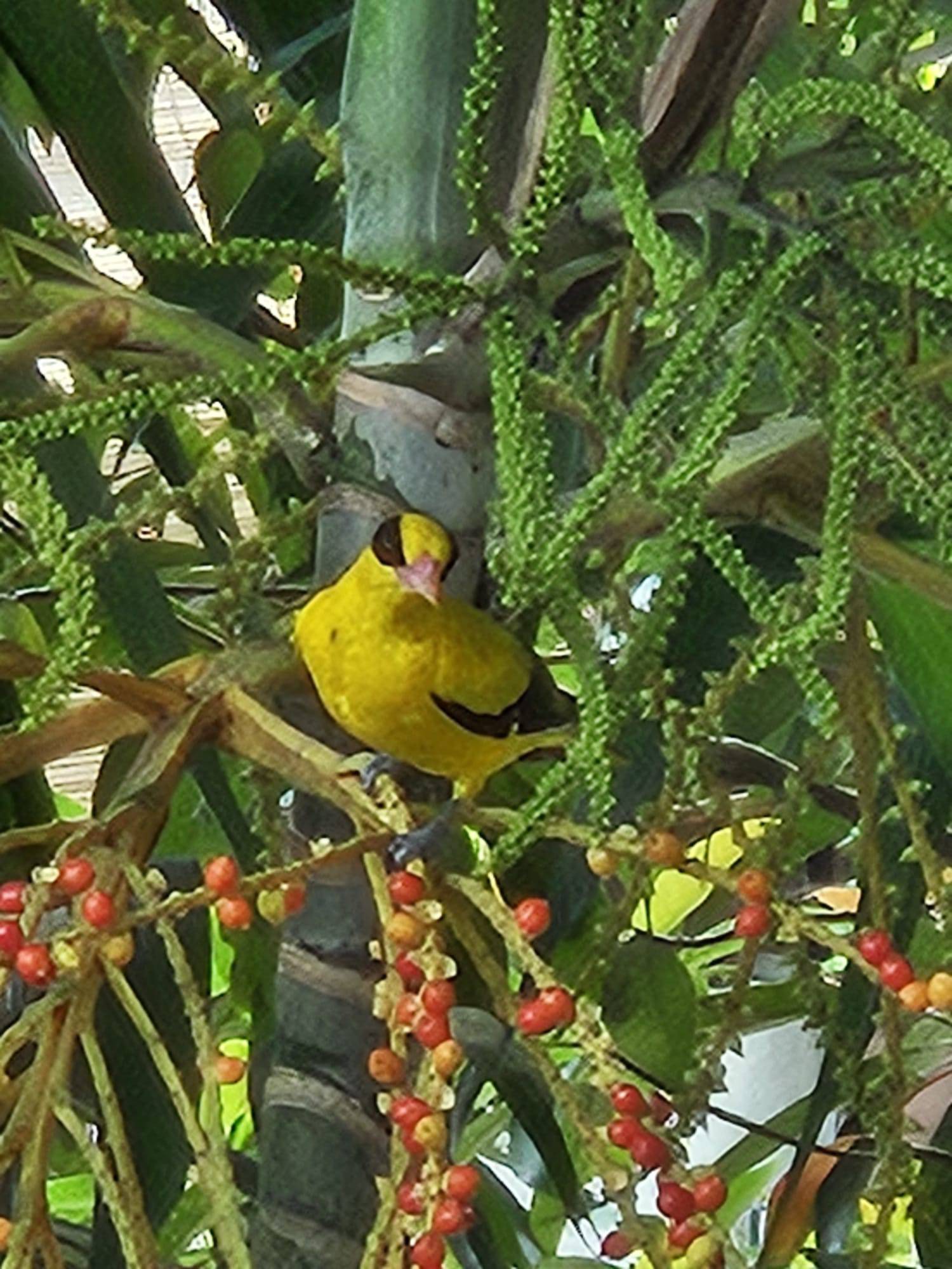 Black-naped oriole