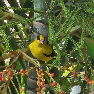 Black-naped oriole