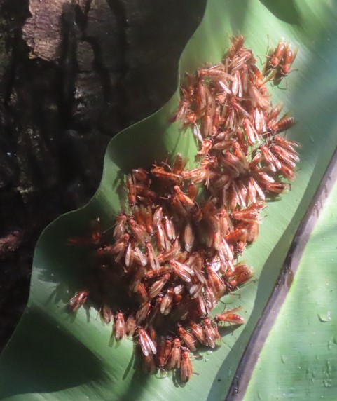 Common nocturnal hornets 