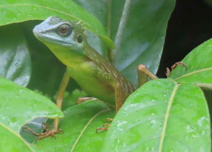 Green crested lizard