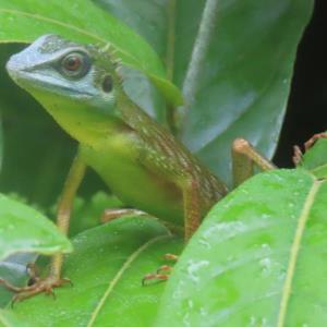 Green crested lizard