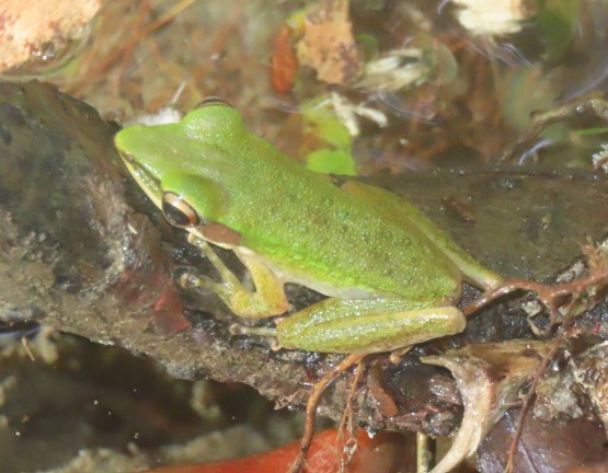 Copper-cheeked frog