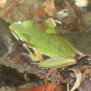 Copper-cheeked frog