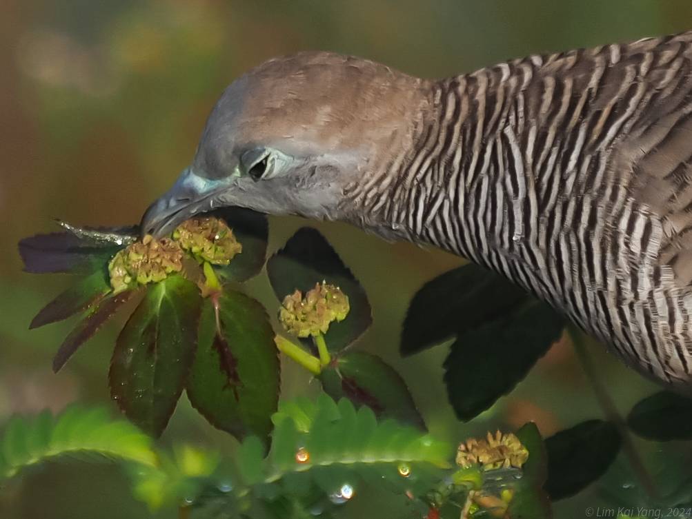 Zebra dove